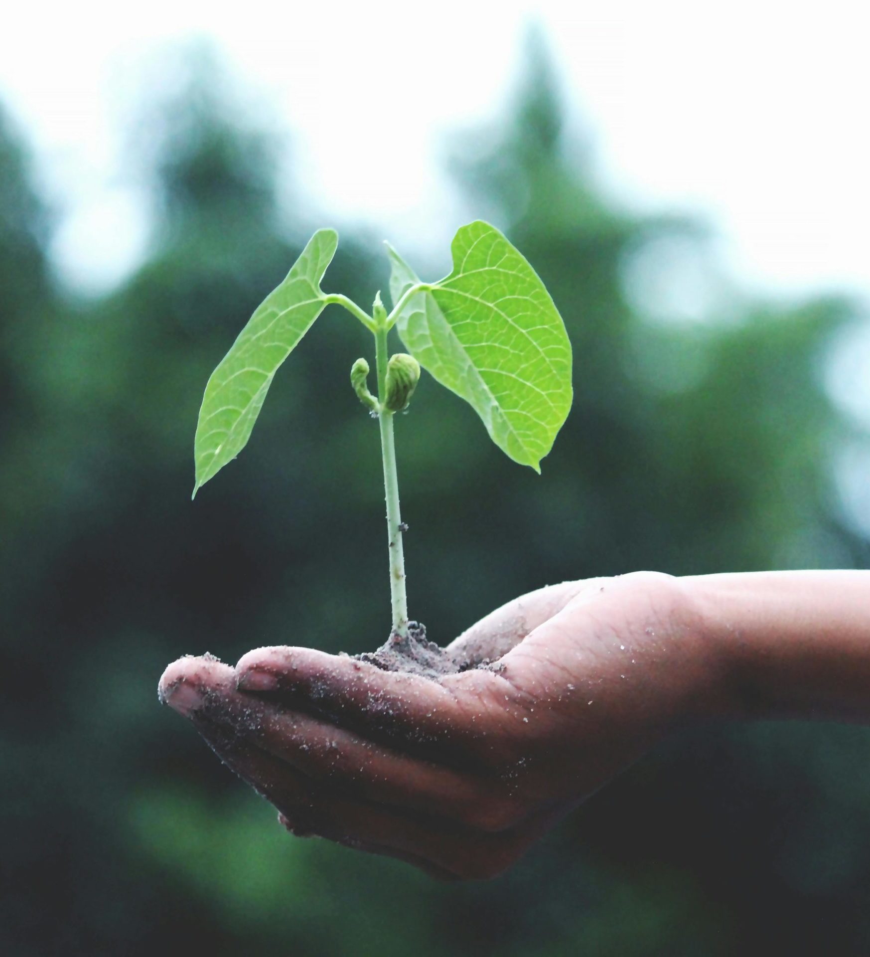 Header-duurzaamheid-plant-in-hand-aspect-ratio-382-420
