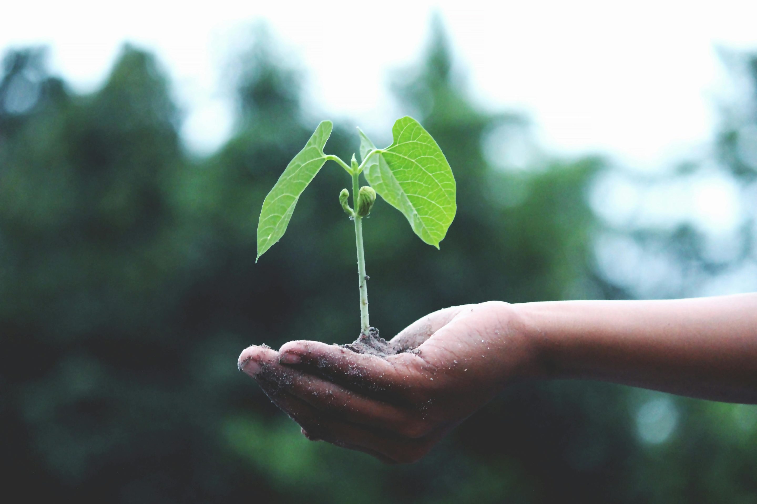 Duurzaamheid - plant in hand