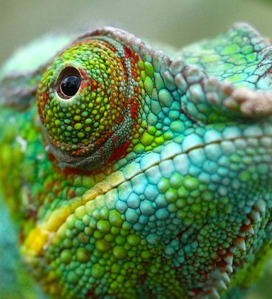 Header-kameleon