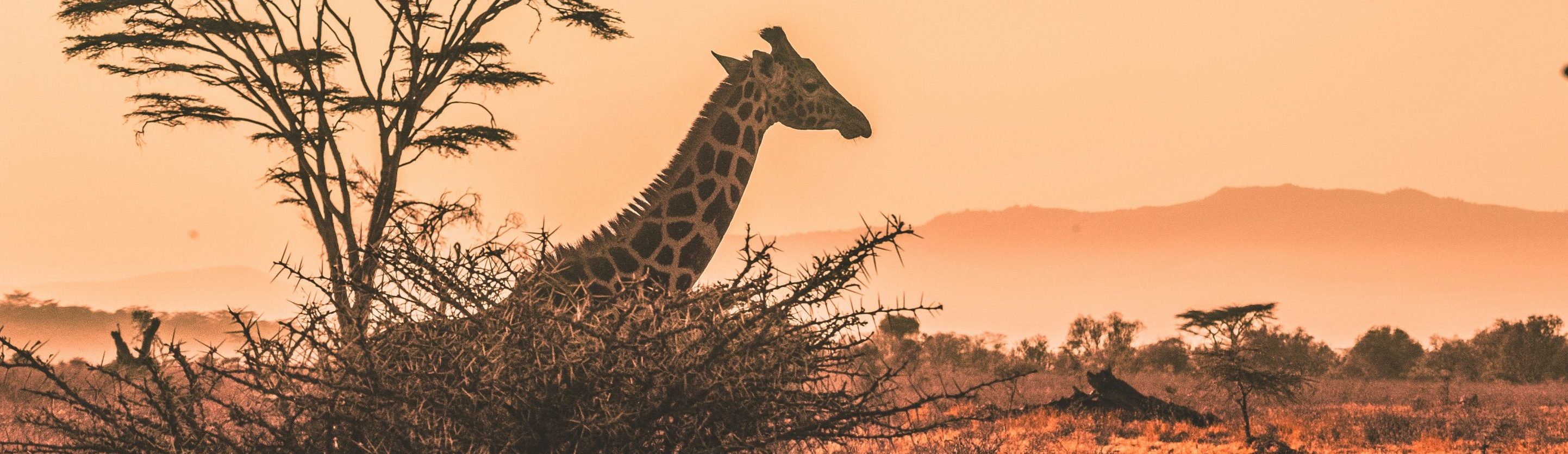 Rondreis Kenia, Serengeti National Park, giraffe