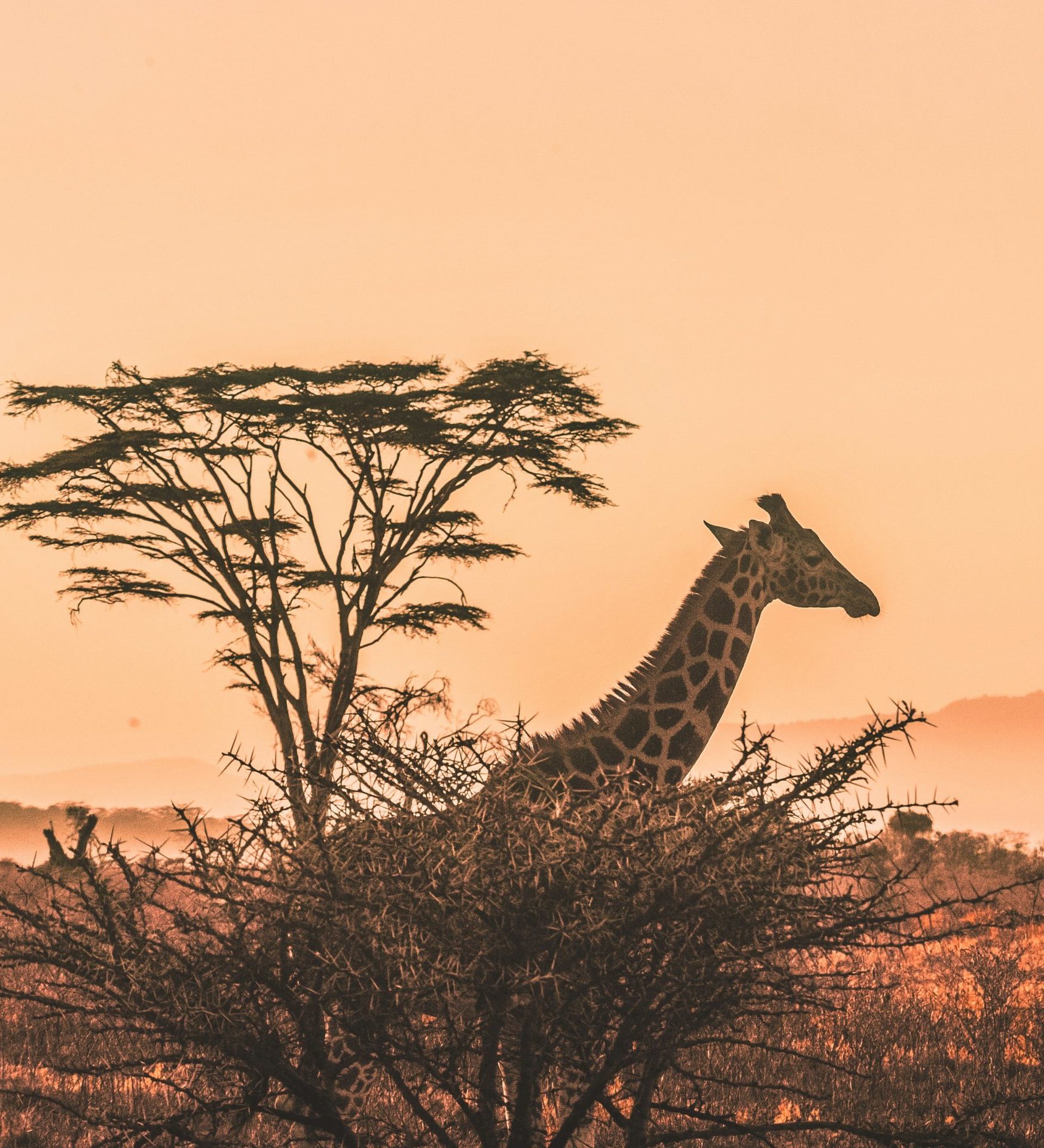 Rondreis Kenia, Serengeti National Park, giraffe