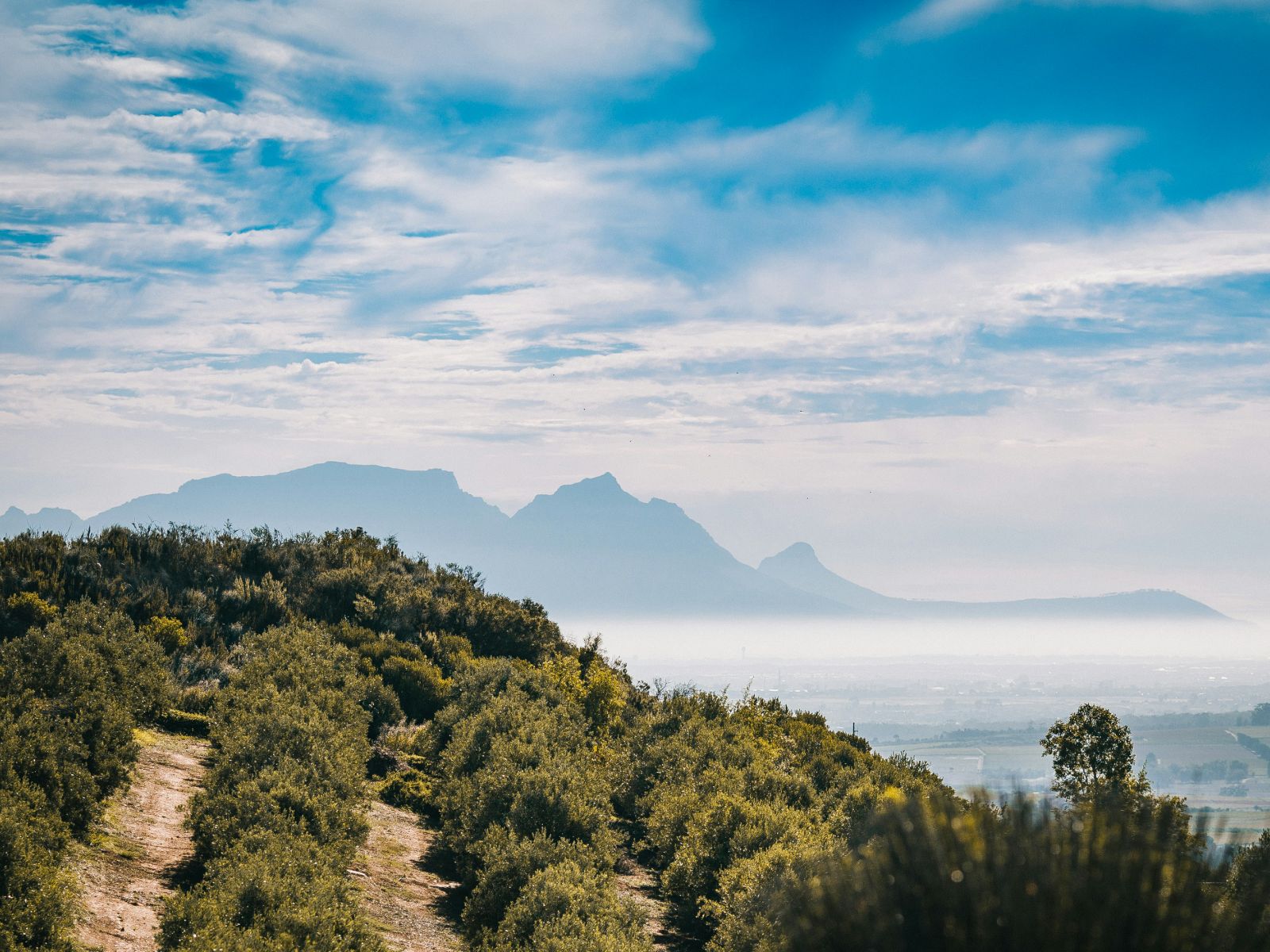 Rondeis Zuid-Afrika, Stellenbosch, wijngaarden