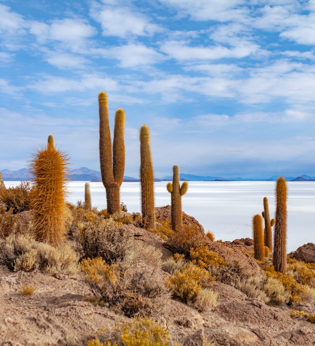 Rondreis Bolivia, Uyuni zoutvlaktes, cactussen met uitzicht op de bergen