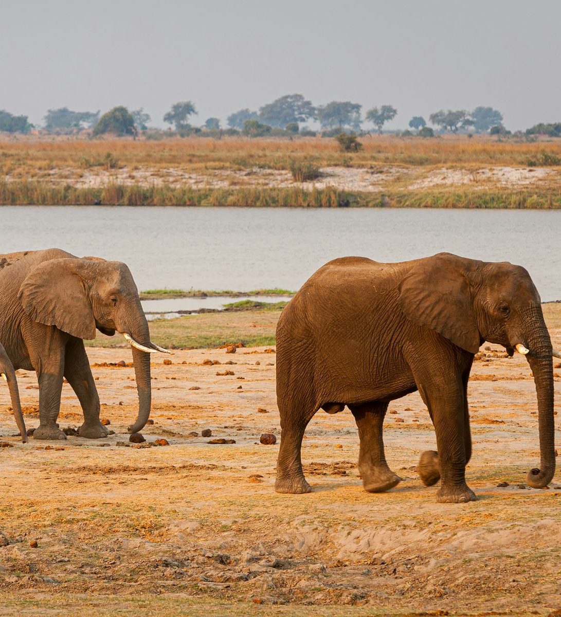 Rondreis Botswana, Chobe National Park, olifanten lopen langs een waterplaats