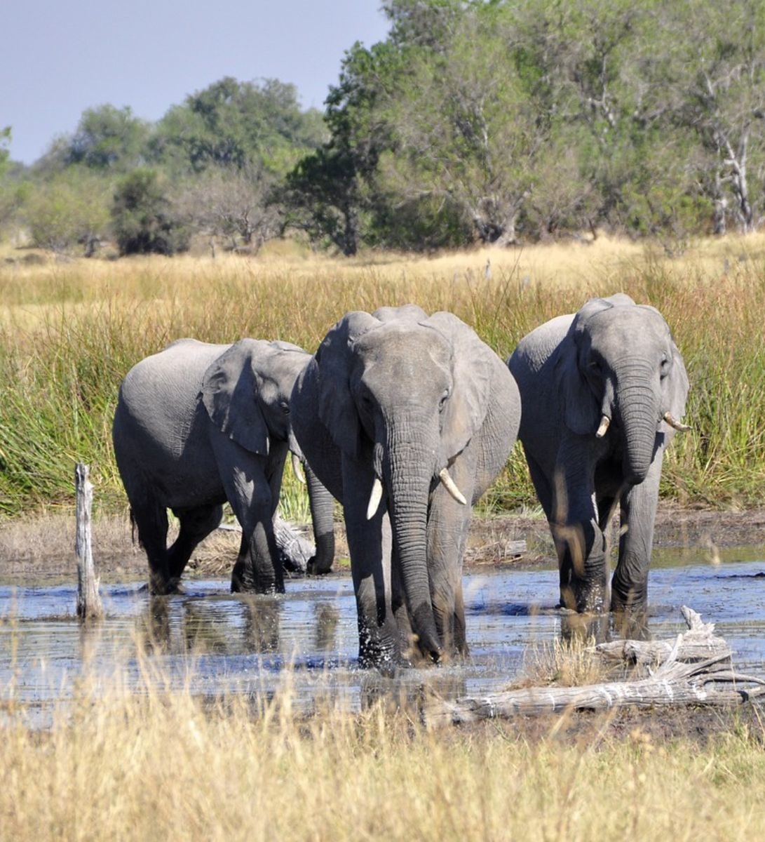 Rondreis Botswana, Okavango Delta, olifanten in het water