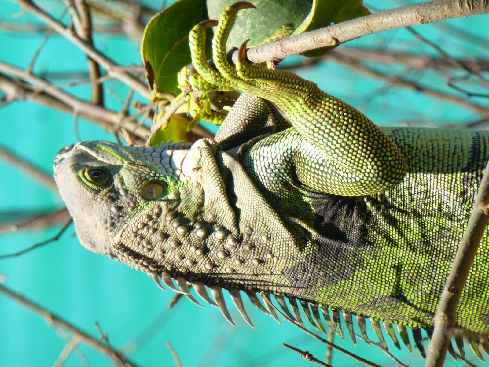 Rondreis Colombia, Tayrona national park, iguana