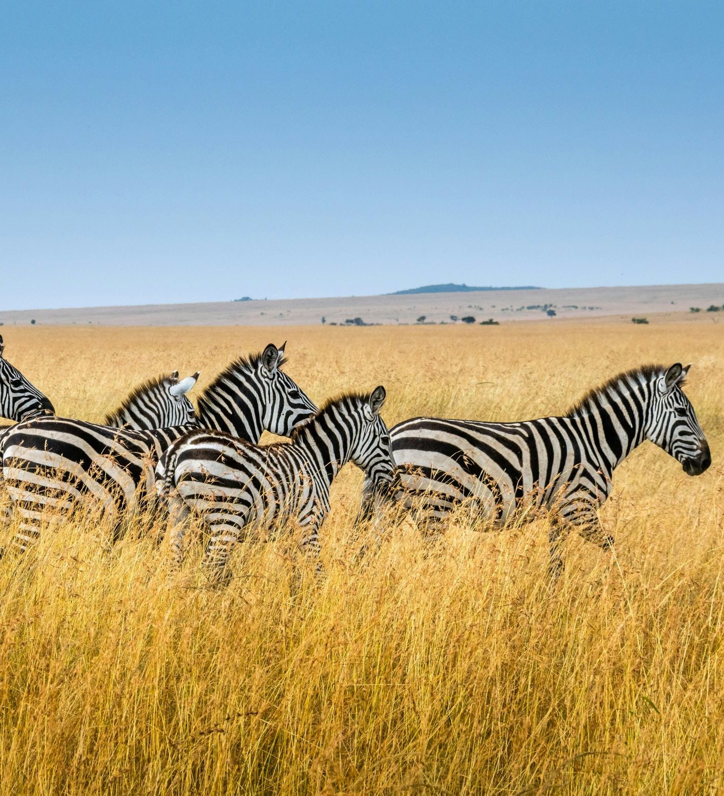 Rondreis Kenia, Maasai Mara National Reserve, zebra's op de savanne