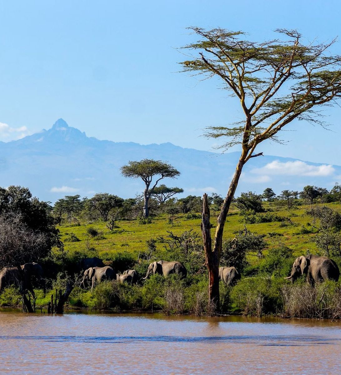 Rondreis Kenia, Mount Kenia, Olifanten met Mount Kenia op de achtergrond