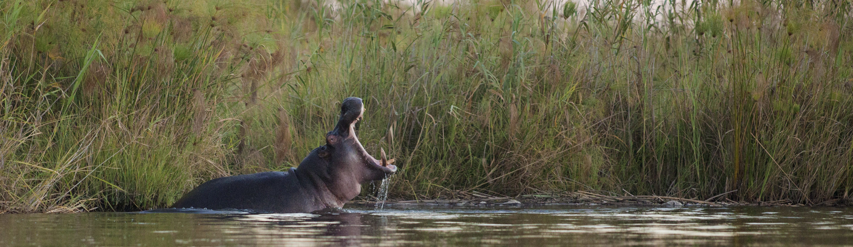 Rondreis Namibië, Caprivi, rivier met nijlpaard HEADER