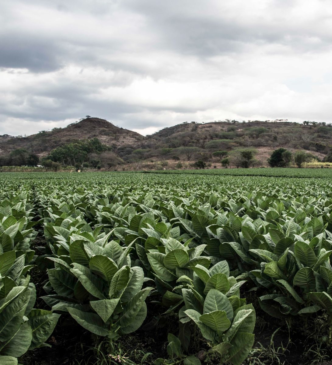 Rondreis Nicaragua, Estelí tabaksvelden