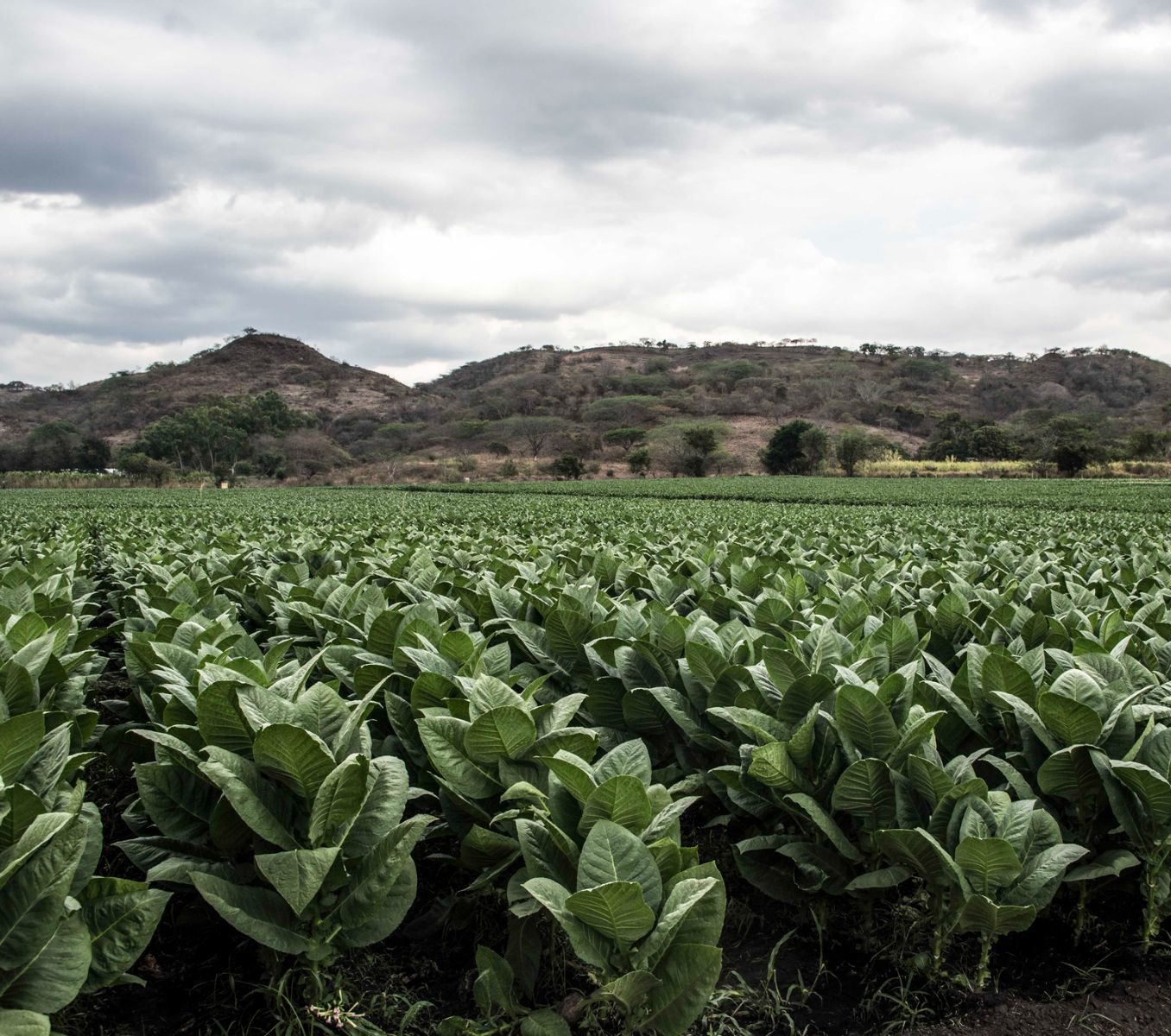 Rondreis Nicaragua, Estelí tabaksvelden