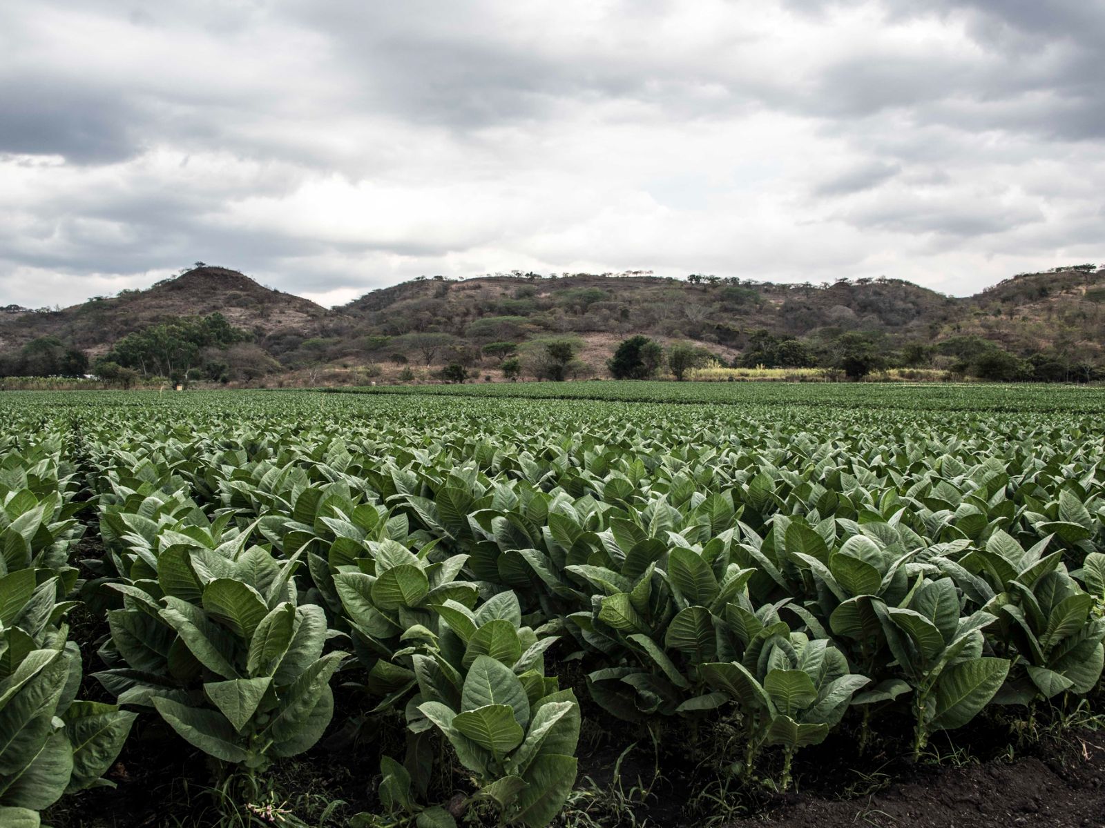 Rondreis Nicaragua, Estelí tabaksvelden