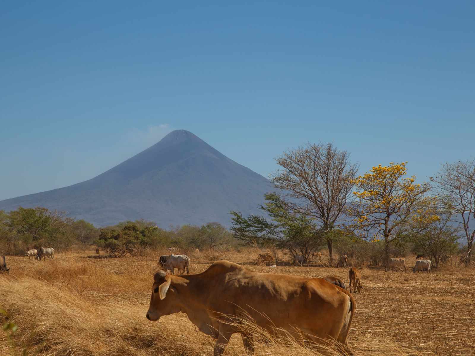 Rondreis Nicaragua, Vulkanenroute, Momotombo vulkaan met grazende koeien op de voorgrond