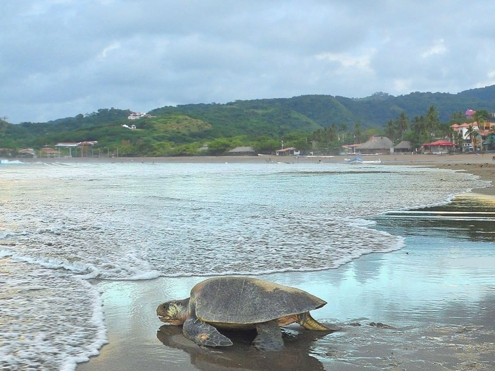Rondreis Nicaraqua, san juan del sur, schildpad