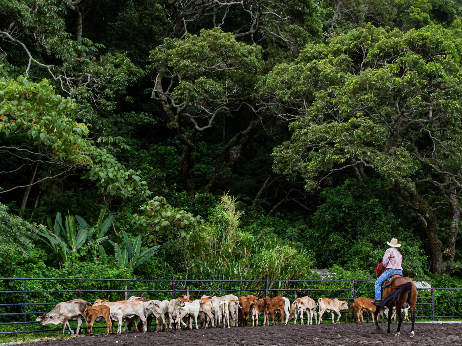 Rondreis Panama, Boquete, Boer met vee