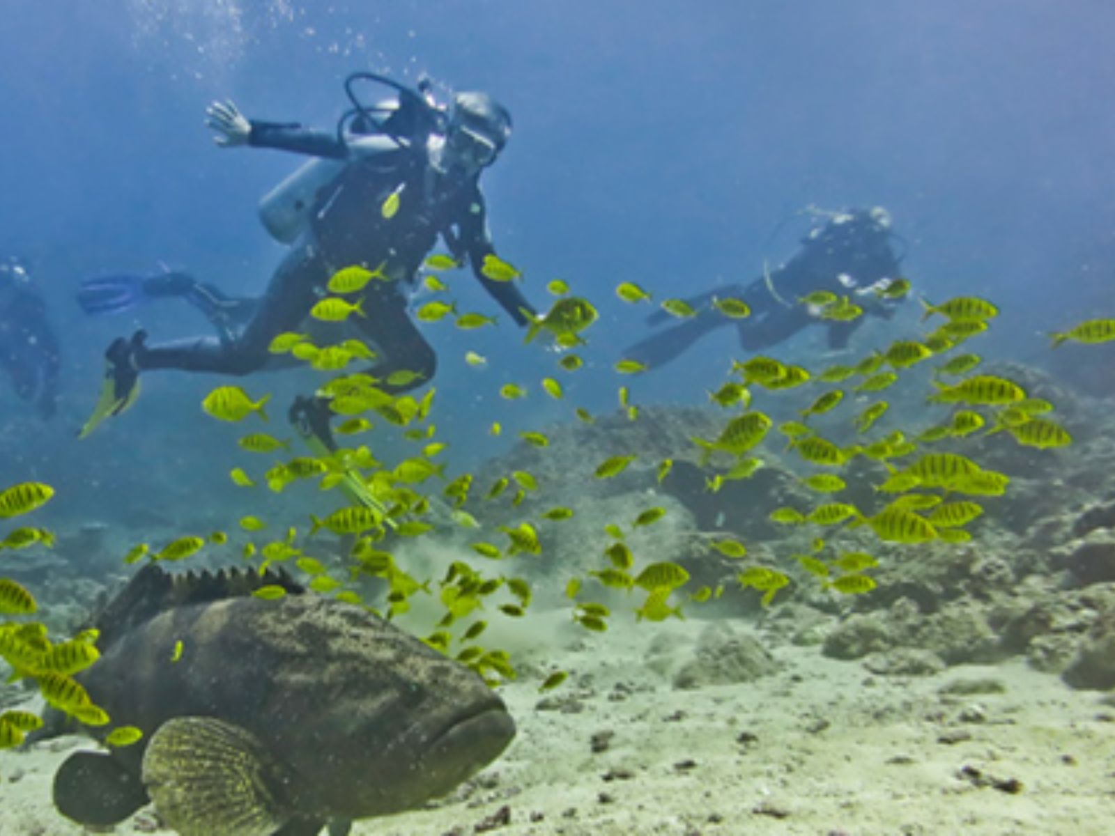 Rondreis Panama, Coiba National Park, duikers