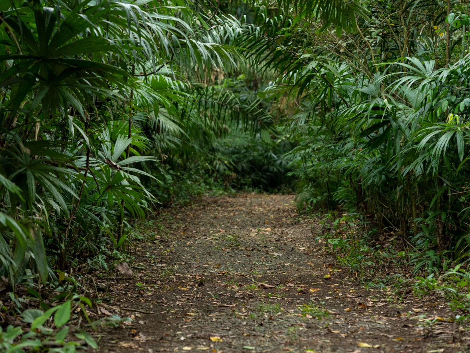 Rondreis Panama, Nationaal Park Soberania, bosweg