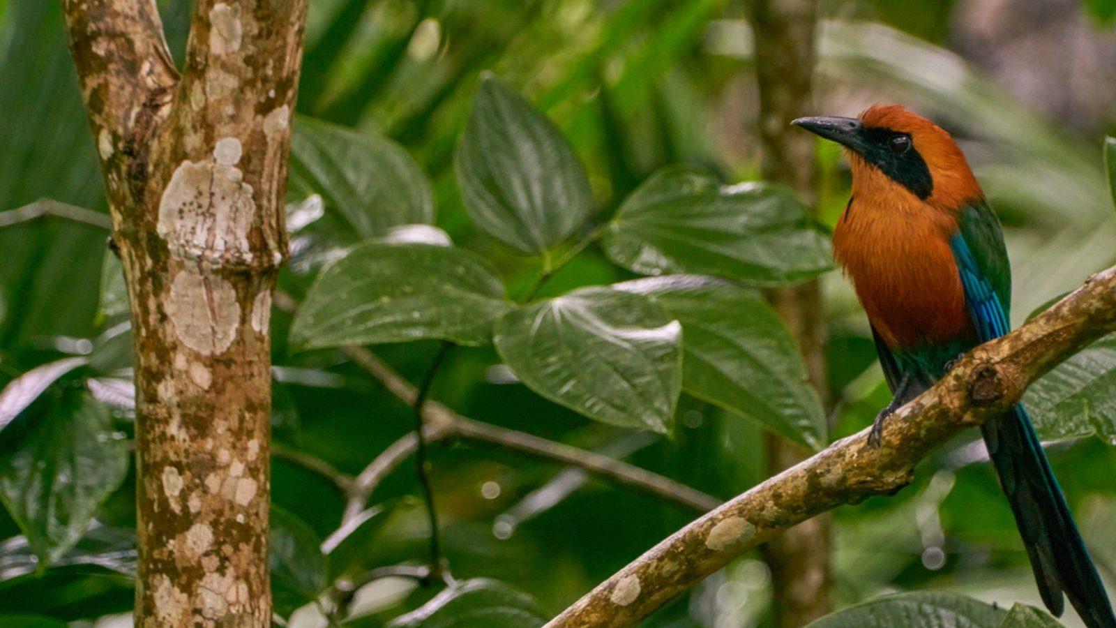 Rondreis Panama, Nationaal Park Soberania, wilde Rufous MotMot