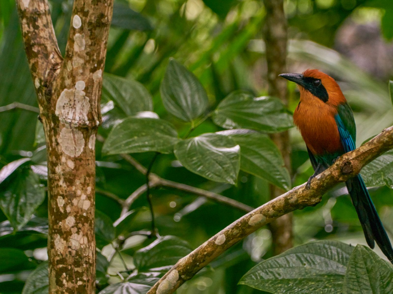Rondreis Panama, Nationaal Park Soberania, wilde Rufous MotMot