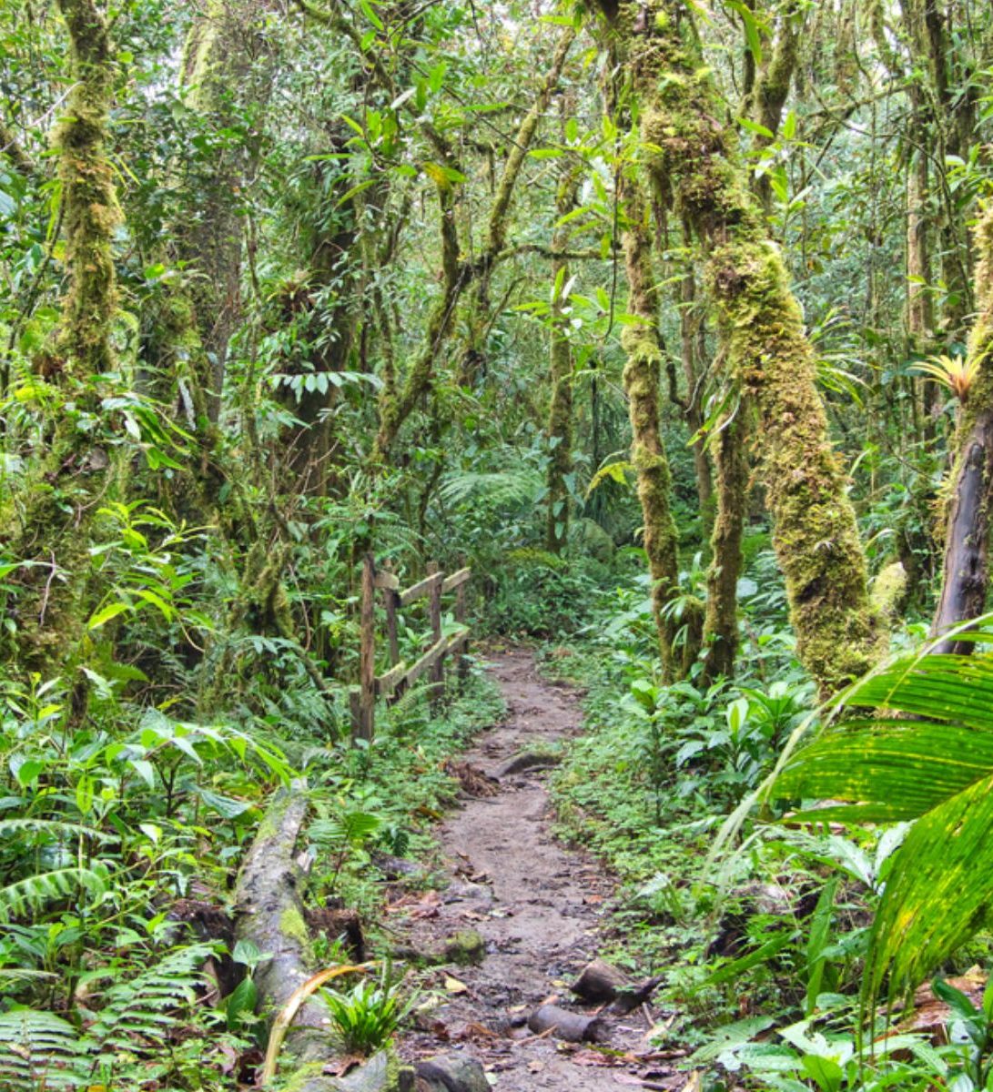 Rondreis Panama, Quetzal Trail, jungle langs wandelroute