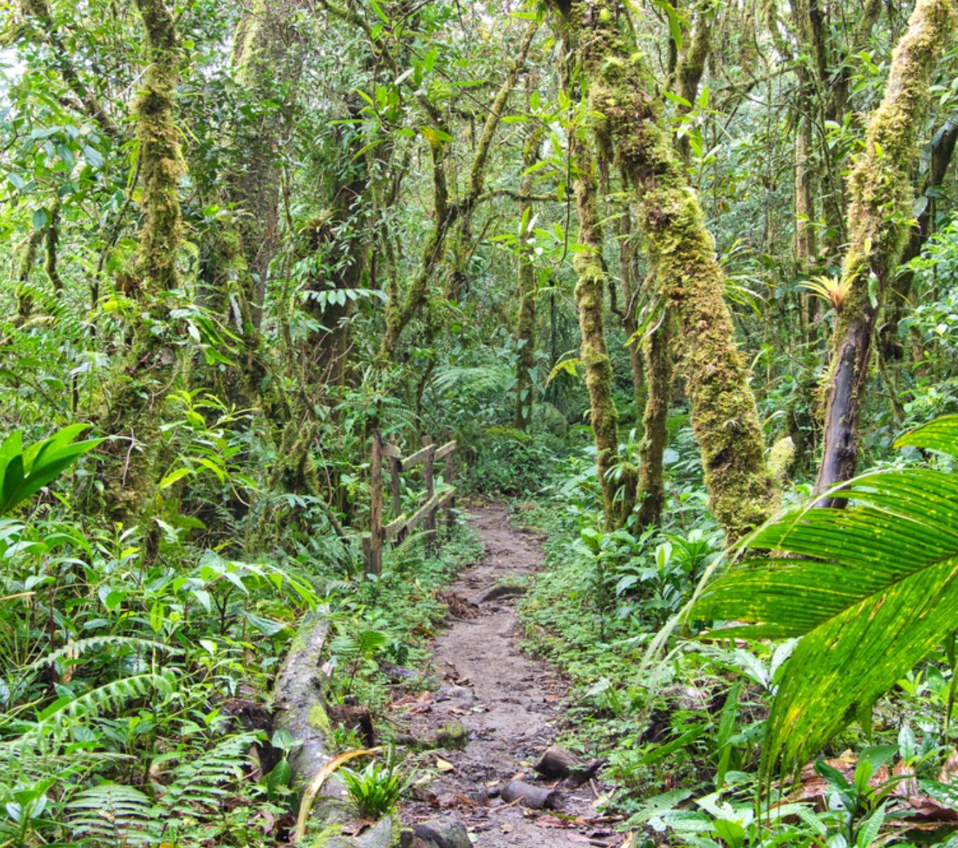 Rondreis Panama, Quetzal Trail, jungle langs wandelroute