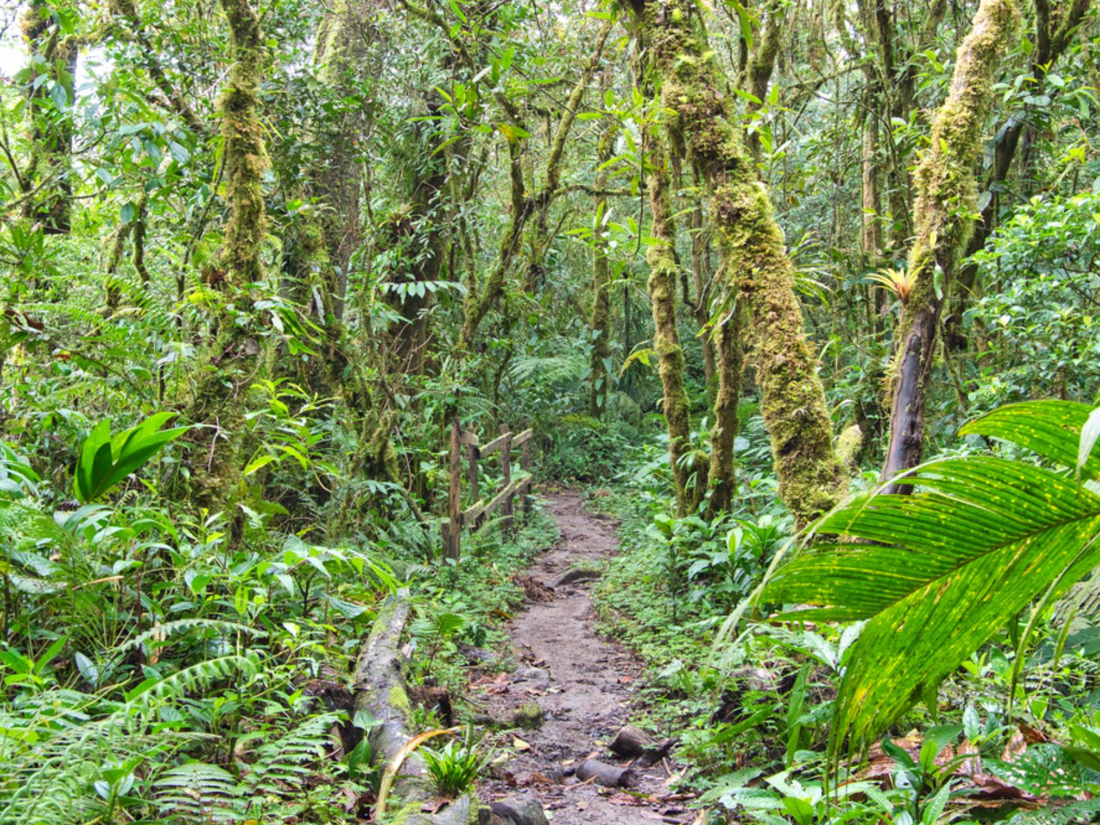 Rondreis Panama, Quetzal Trail, jungle langs wandelroute