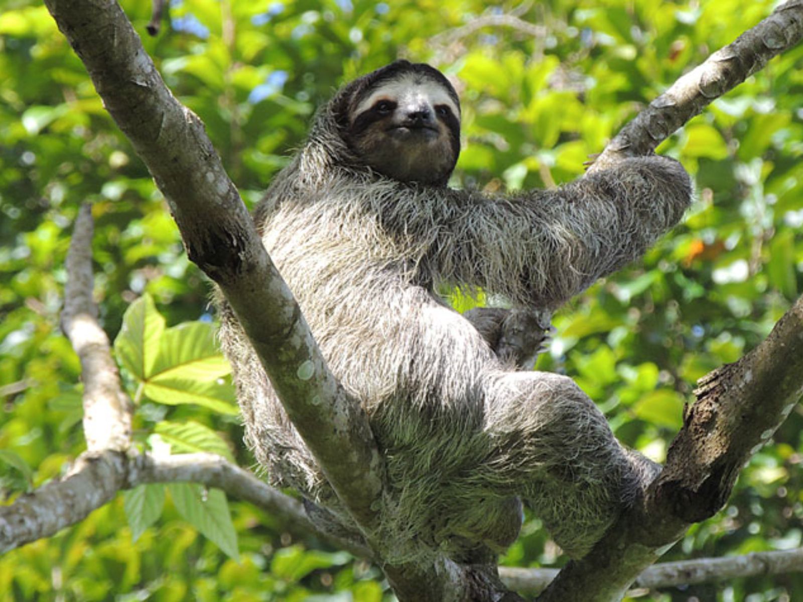 Rondreis Panama, Valle de Antón, luiaard