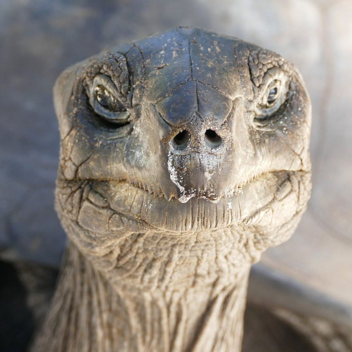 Rondreis Seychellen, schildpad