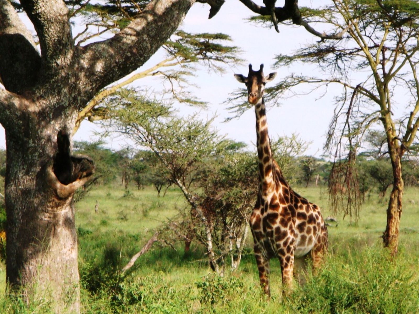 Rondreis Tanzania, Manyara, Giraffe