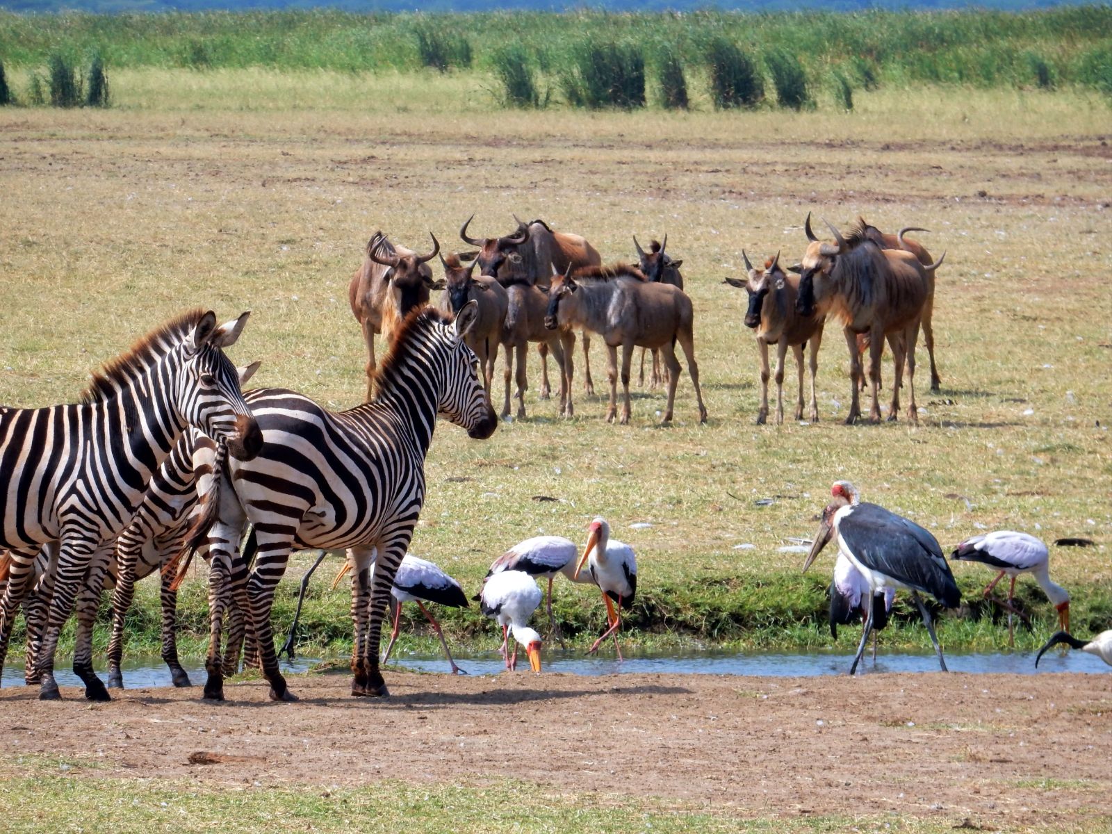 Rondreis Tanzania, Manyara, Groep dieren