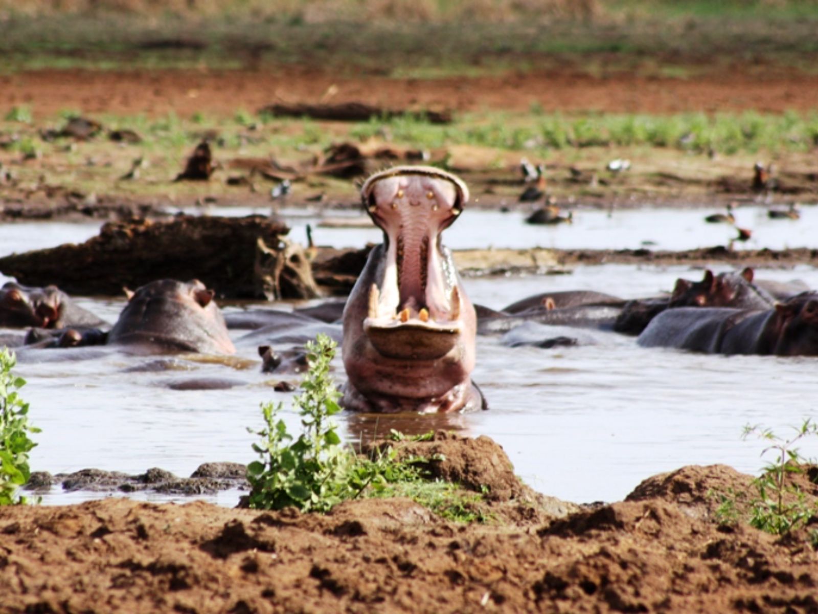 Rondreis Tanzania, Manyara, Nijlpaard