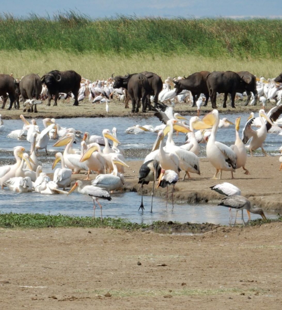 Rondreis Tanzania, Manyara, Pelikanen
