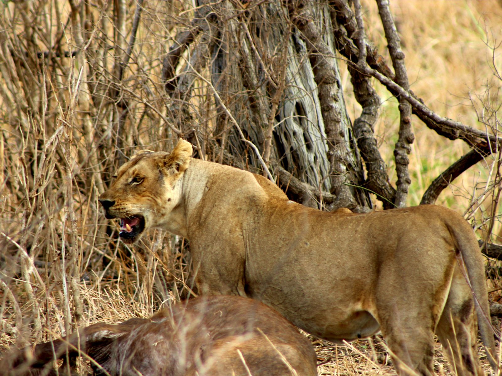 Rondreis Tanzania, Mikumi NP, leeuw met prooi