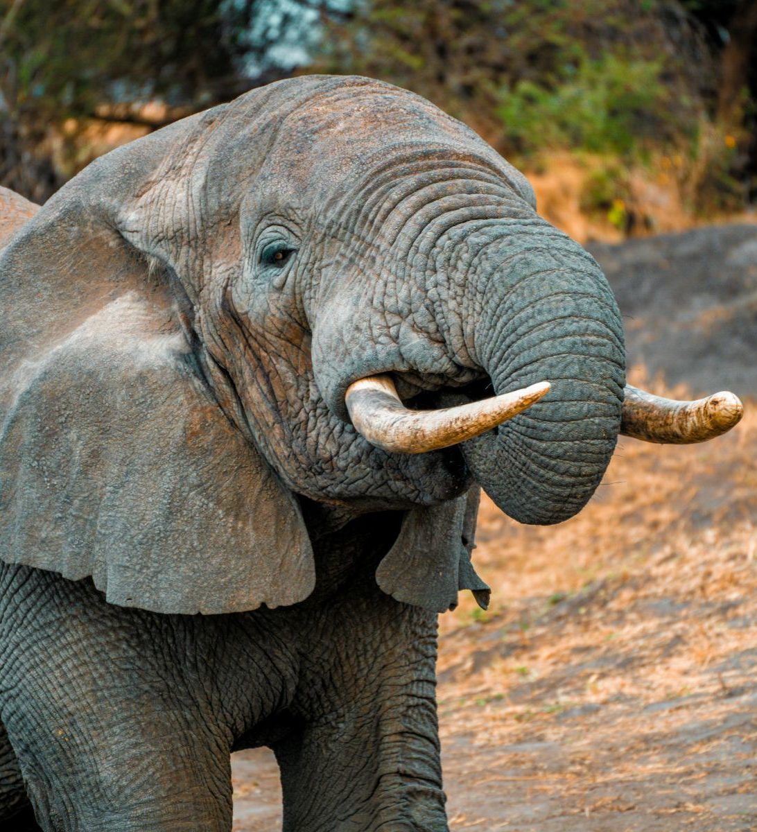 Rondreis Tanzania, Mikumi NP, olifant close-up