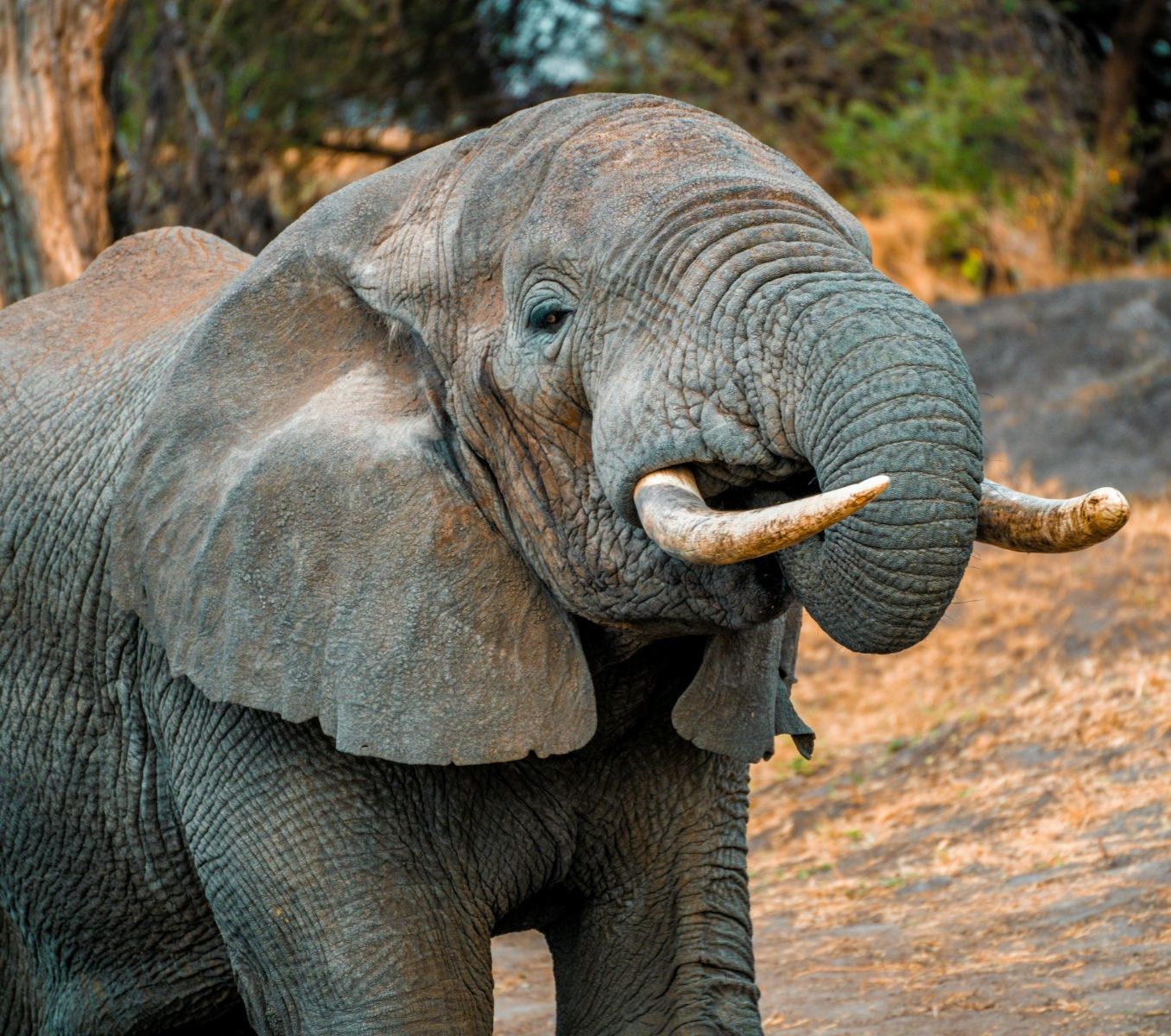 Rondreis Tanzania, Mikumi NP, olifant close-up