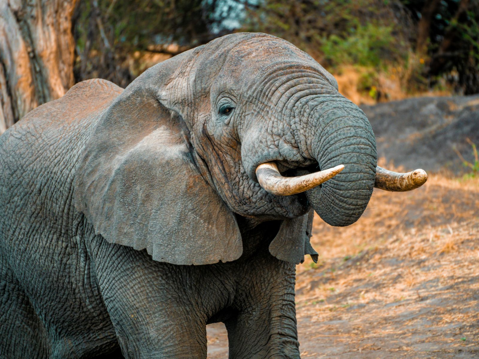 Rondreis Tanzania, Mikumi NP, olifant close-up