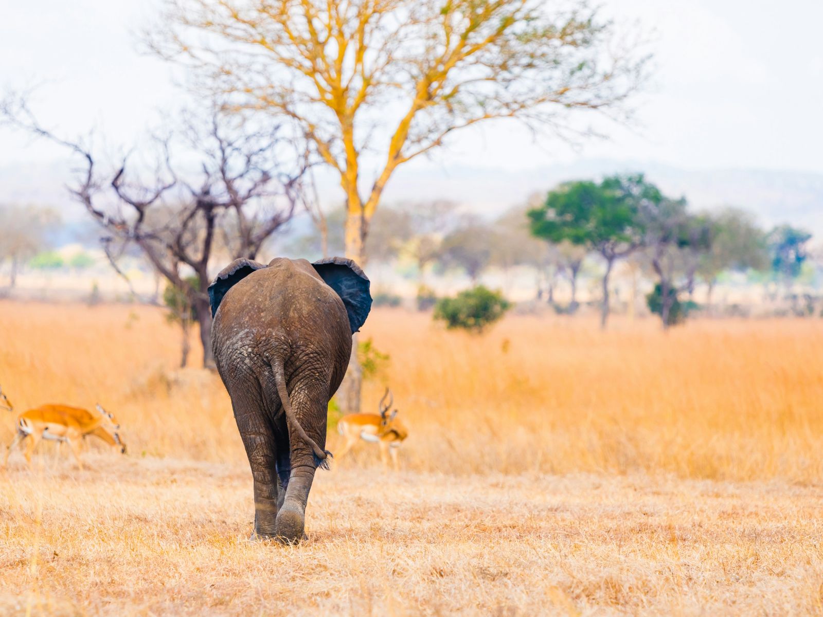 Rondreis Tanzania, Mikumi NP, vallei met achterkant olifant en steenbokken op achtergrond