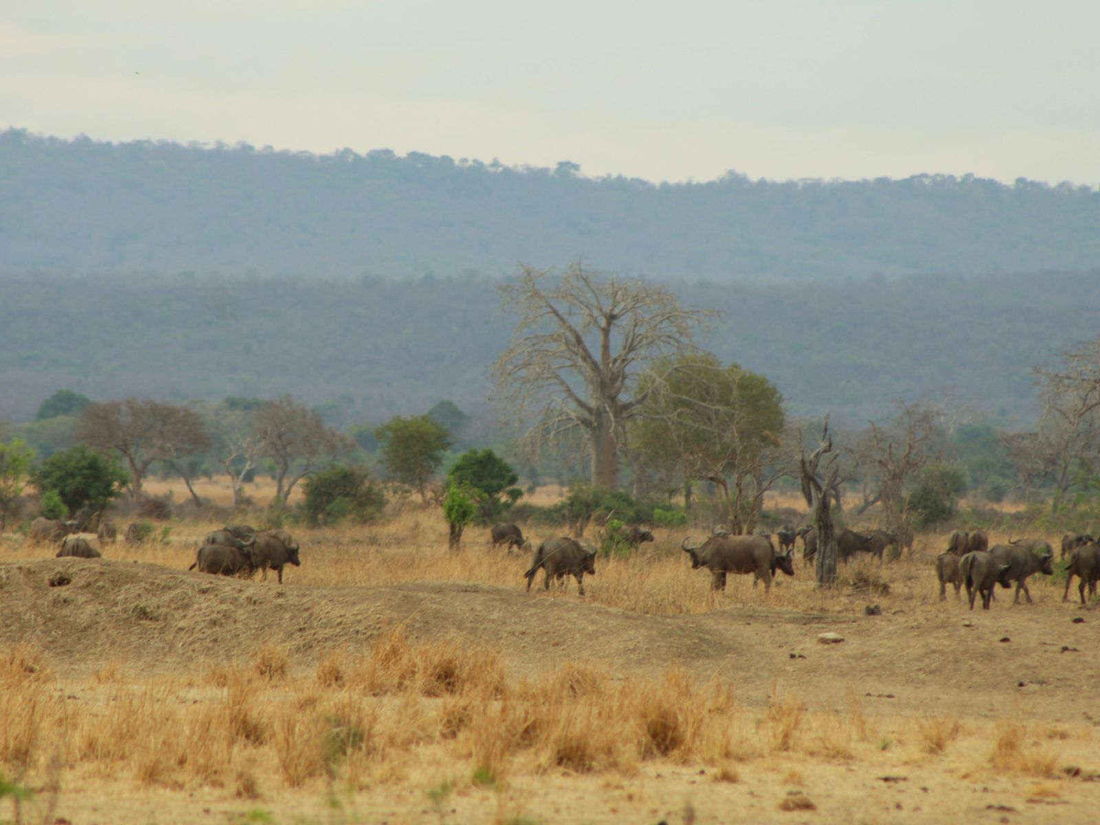 Rondreis Tanzania, Mikumi NP, vallei met buffalo