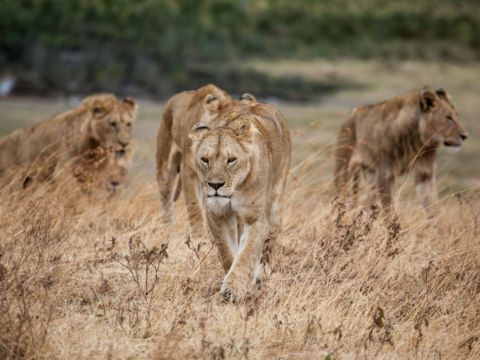 Rondreis Tanzania, Ngorongoro Crater, Leeuwinnen in het hoge gras