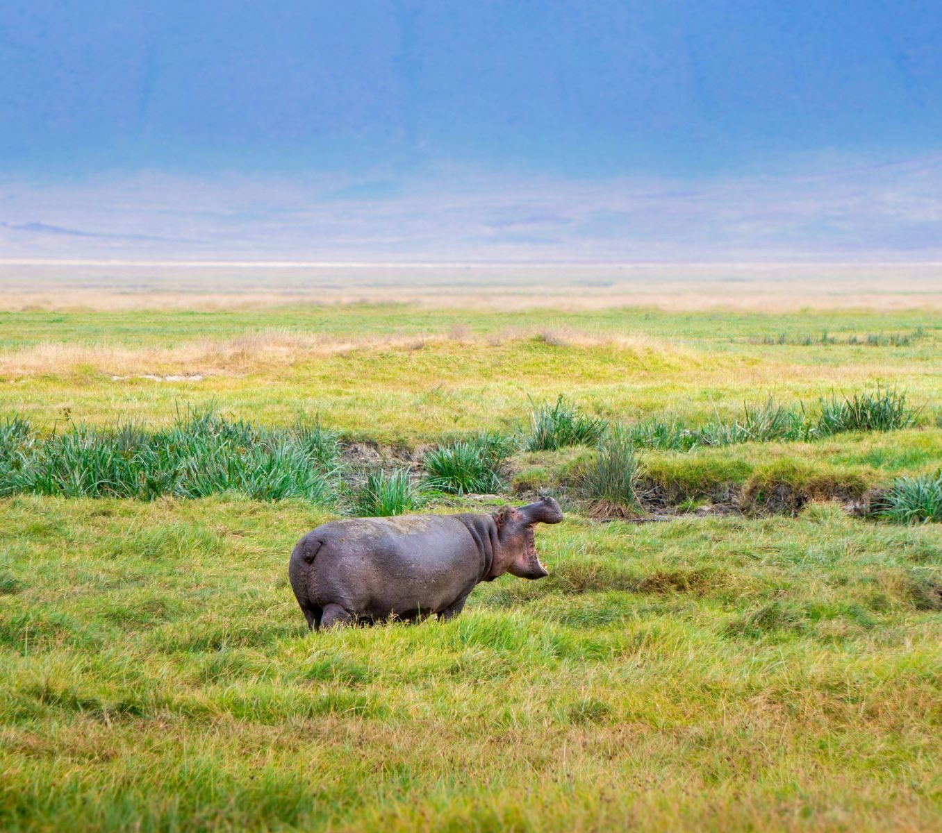 Rondreis Tanzania, Ngorongoro Crater, Nijlpaard in het gras