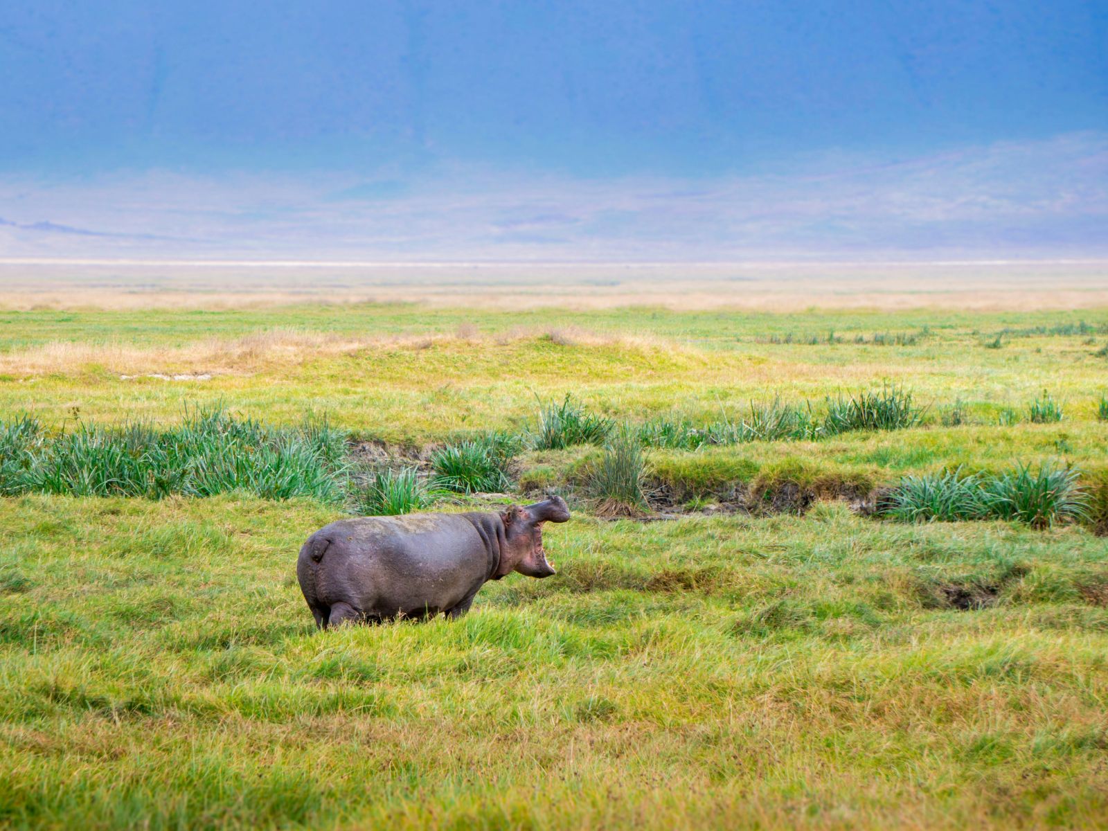 Rondreis Tanzania, Ngorongoro Crater, Nijlpaard in het gras
