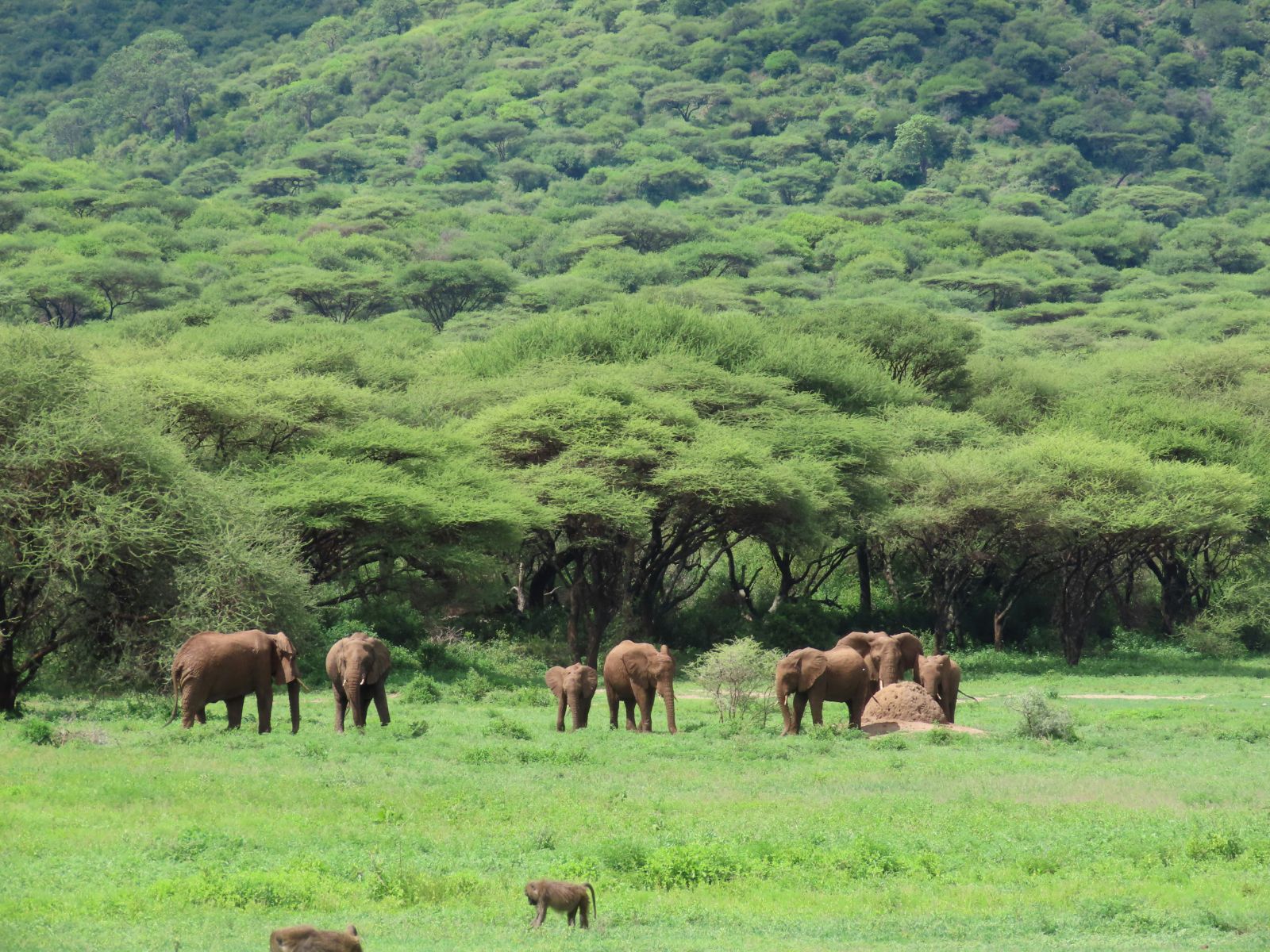 Rondreis Tanzania, Ngorongoro Crater, Olifanten in het groene gras met bos en bergen op achtergrond