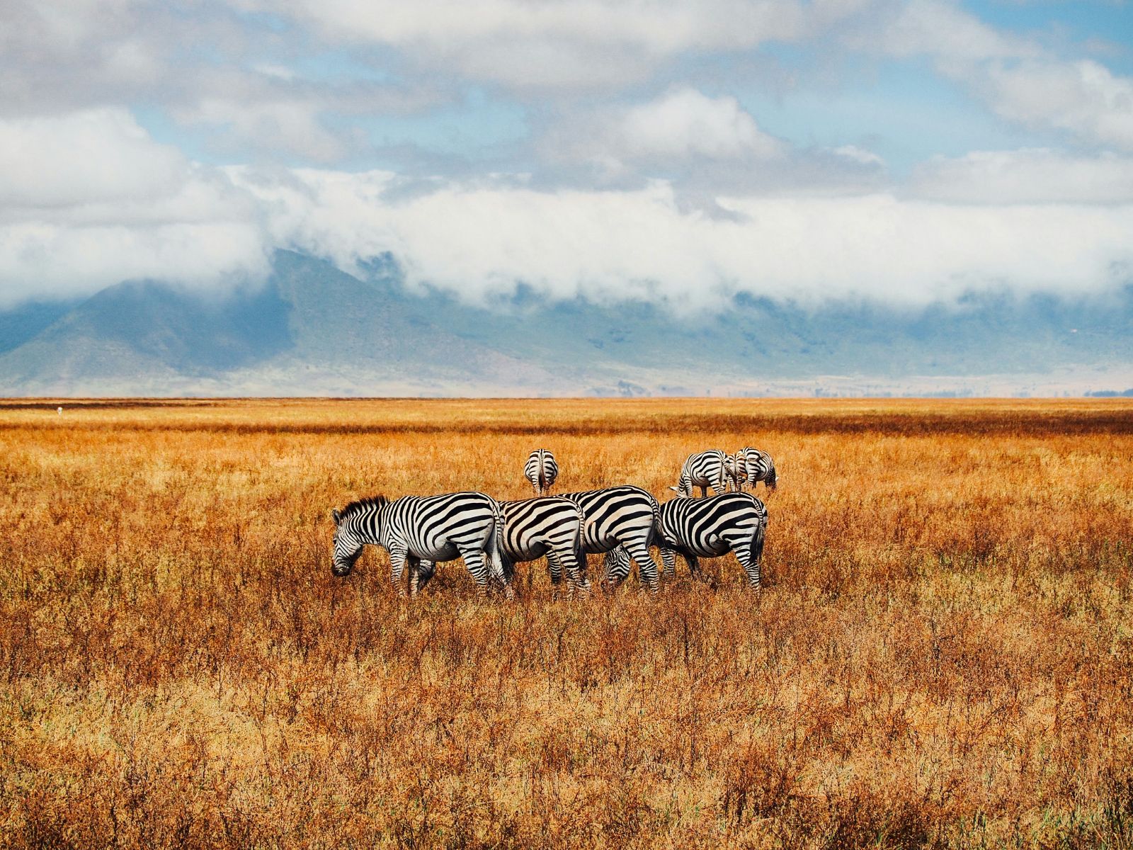 Rondreis Tanzania, Ngorongoro Crater, kudde zebra's in het hoge gras