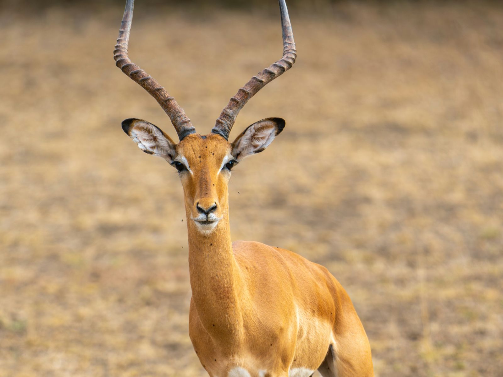 Rondreis Tanzania, Nyerere National Park, anteloppe