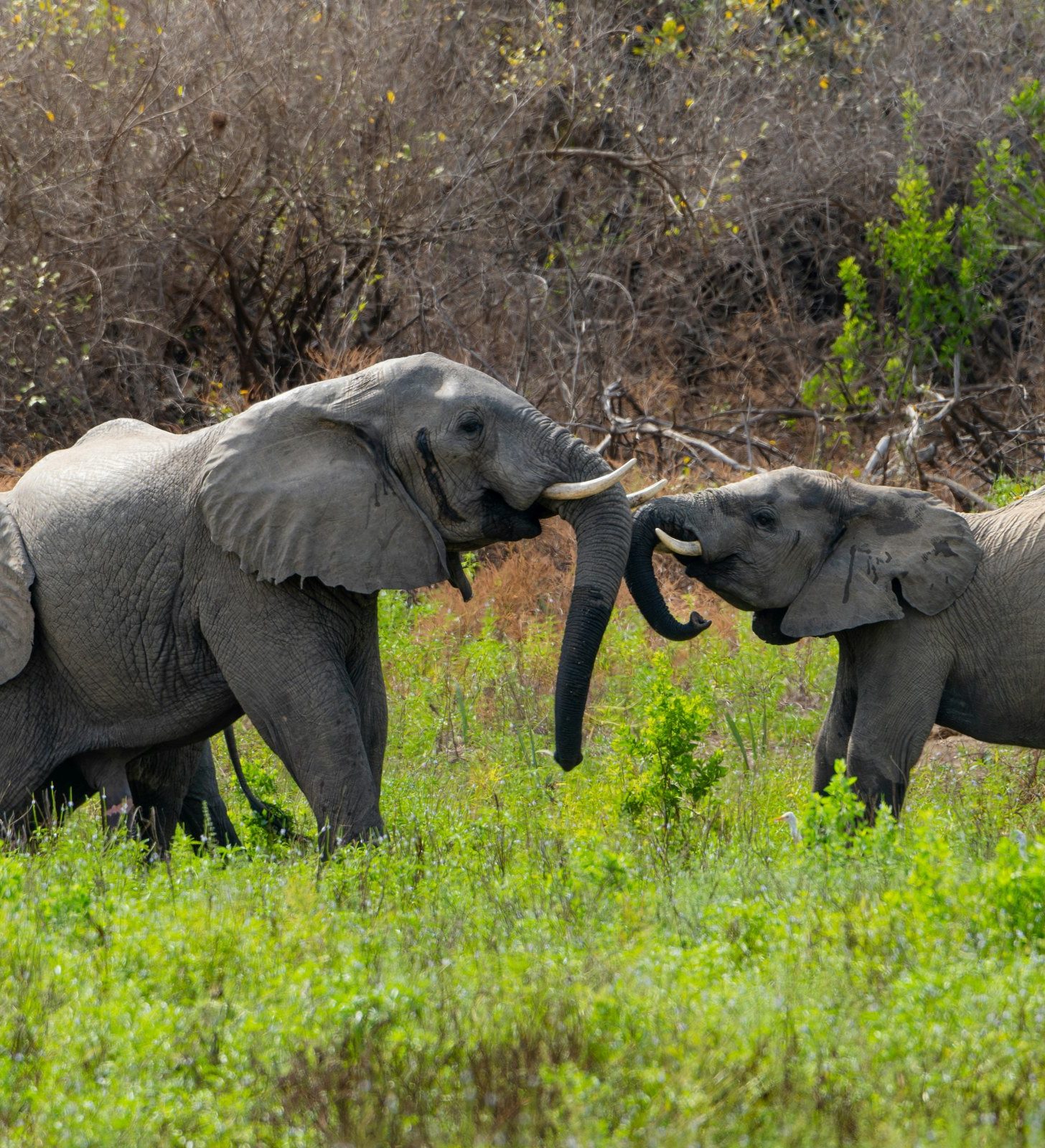 Rondreis Tanzania, Nyerere National Park, olifanten
