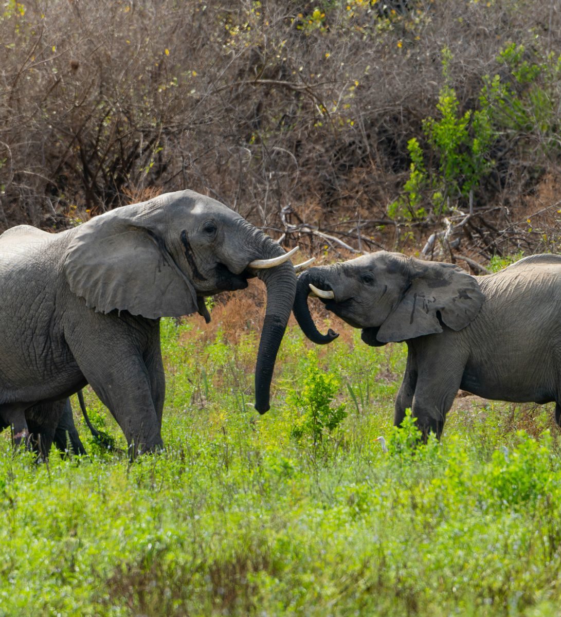 Rondreis Tanzania, Nyerere National Park, olifanten