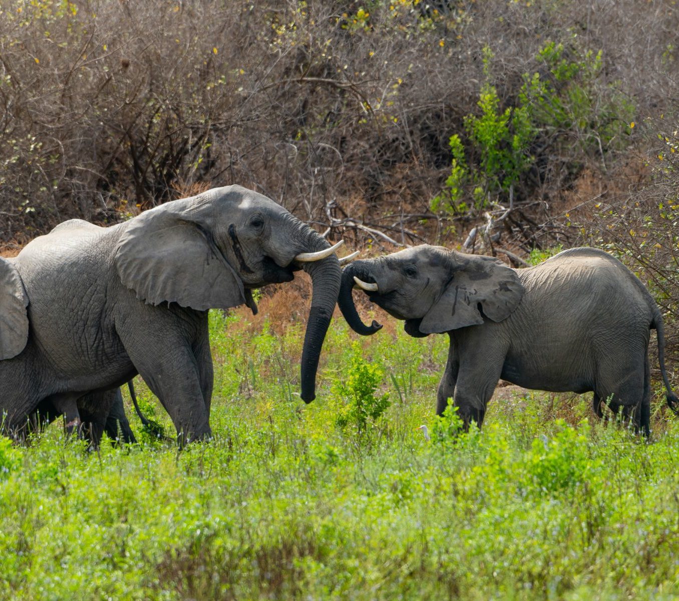 Rondreis Tanzania, Nyerere National Park, olifanten