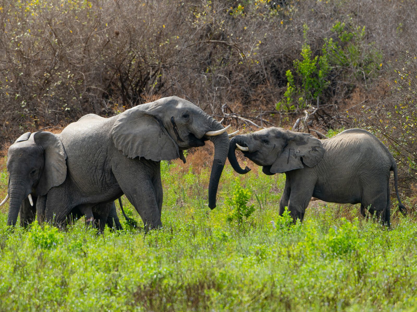 Rondreis Tanzania, Nyerere National Park, olifanten