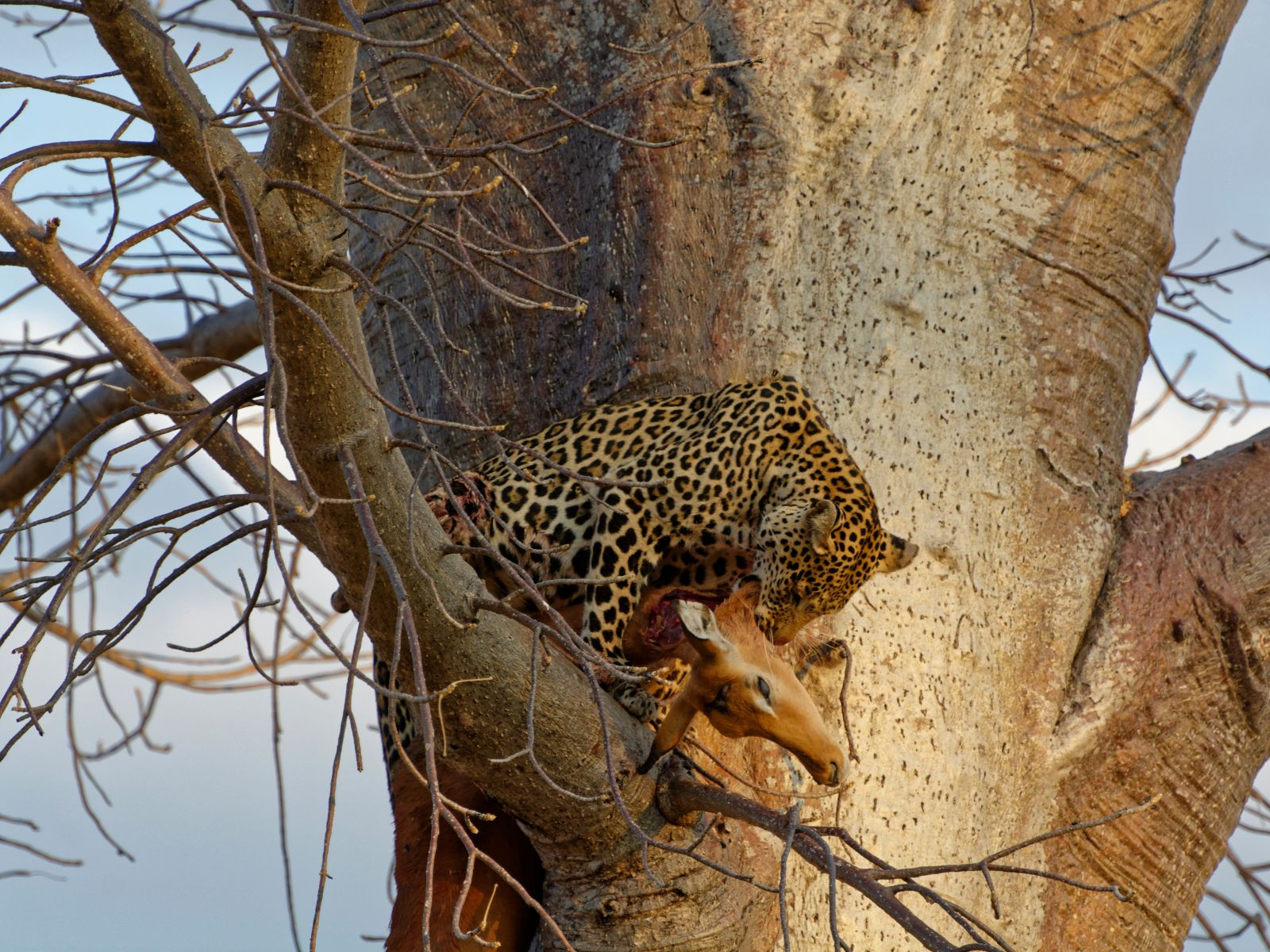Rondreis Tanzania, Ruaha National Park, luipaard met zijn prooi in een boom