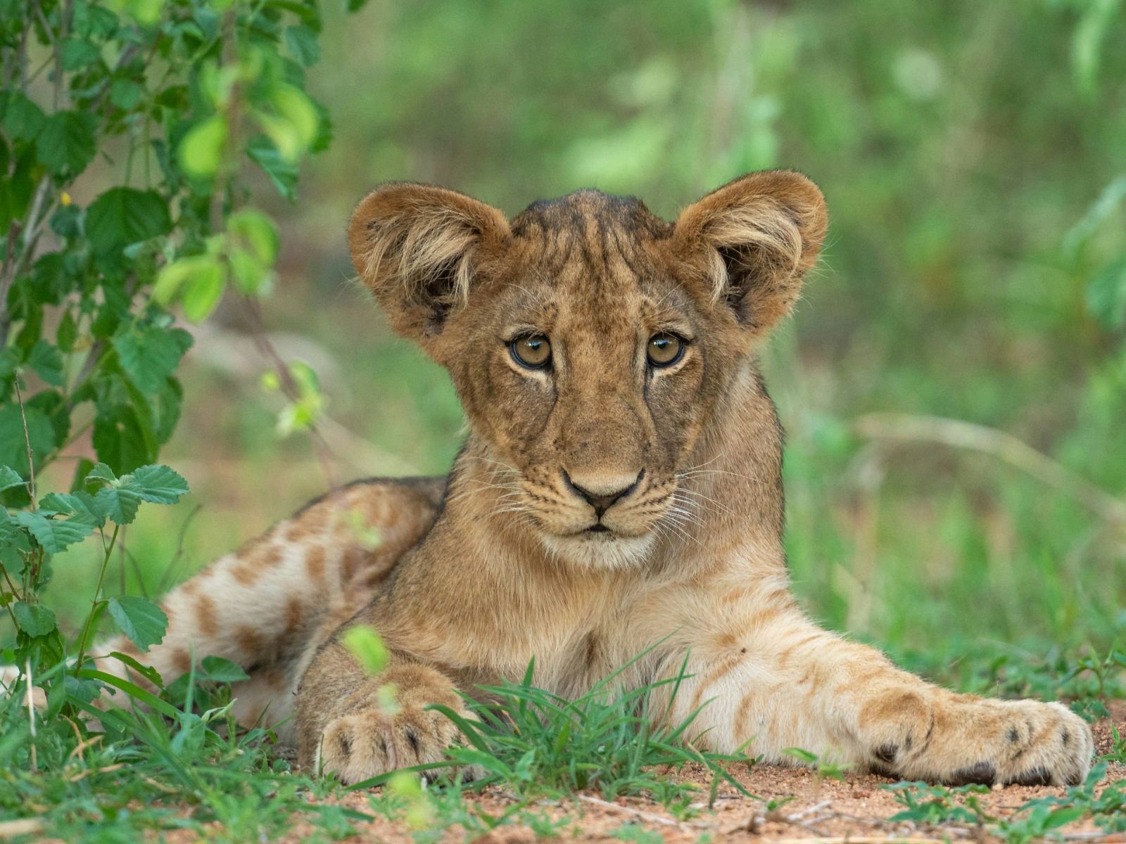 Rondreis Tanzania, Ruaha National Park, welpje